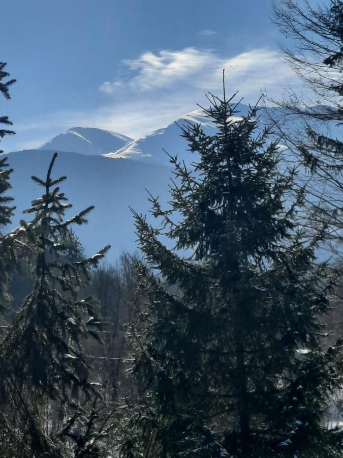 Pensiunea Vinatur Porumbacu de Sus Bagian luar foto